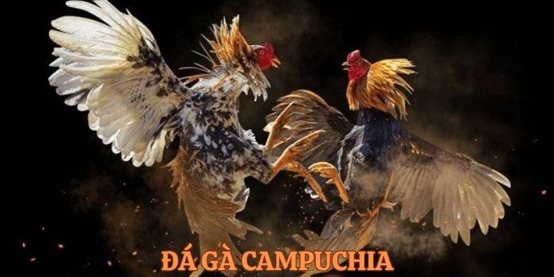 Chơi chọi gà Campuchia mang đến lợi nhuận khủng