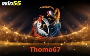 Tính năng vượt trội của đá gà thomo67